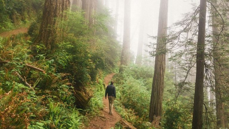 Hiking Muir Woods Trails in Fog