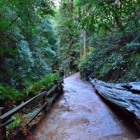 muir-woods-has-several