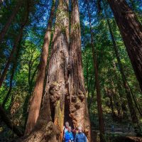 muir-woods-home-to-some (1)