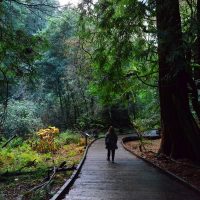 muir-woods-home-to-some