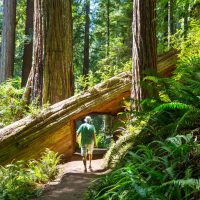 Men in a beautiful forest of giant sequoias in California, USA